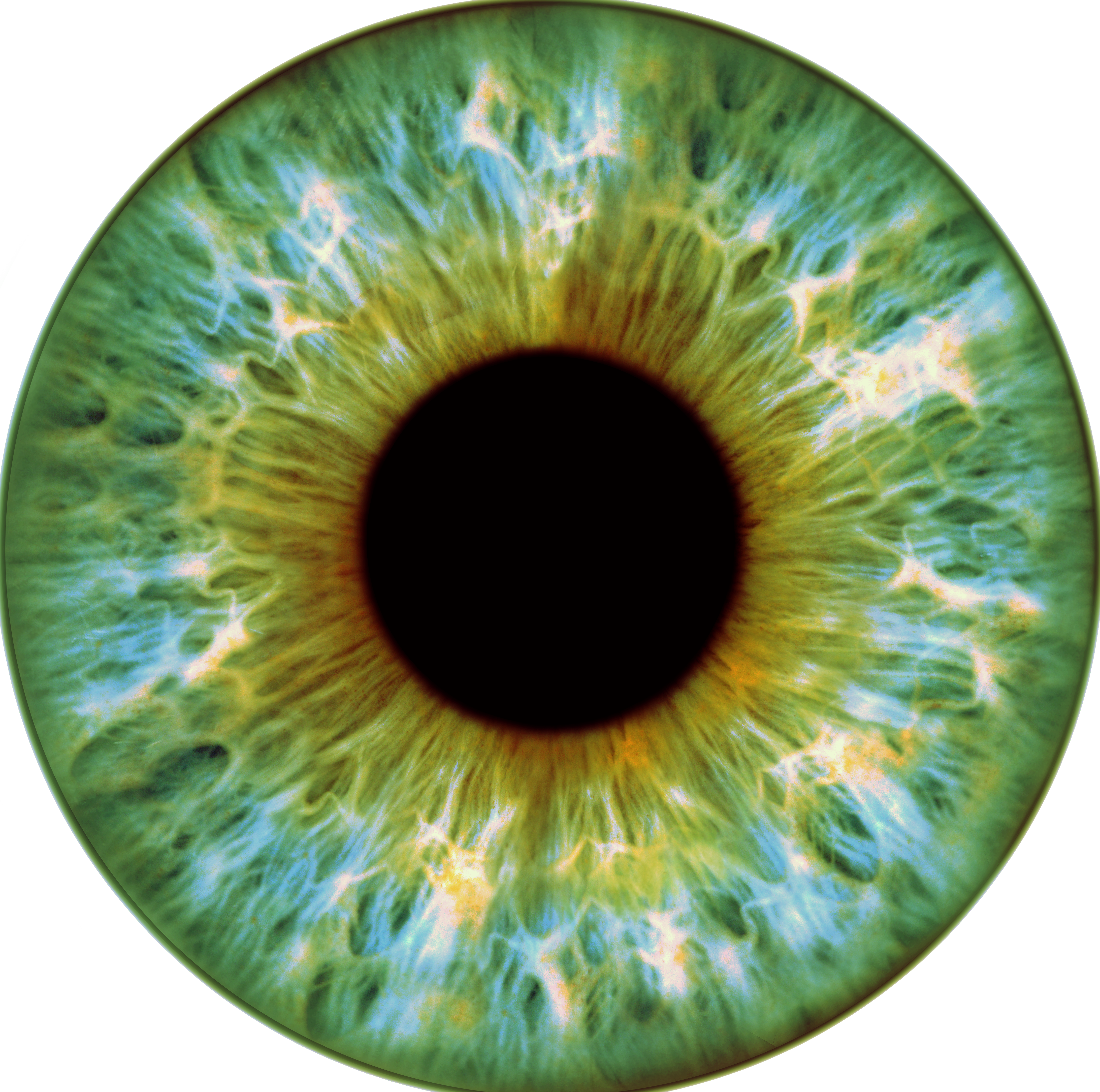 Iris 1
