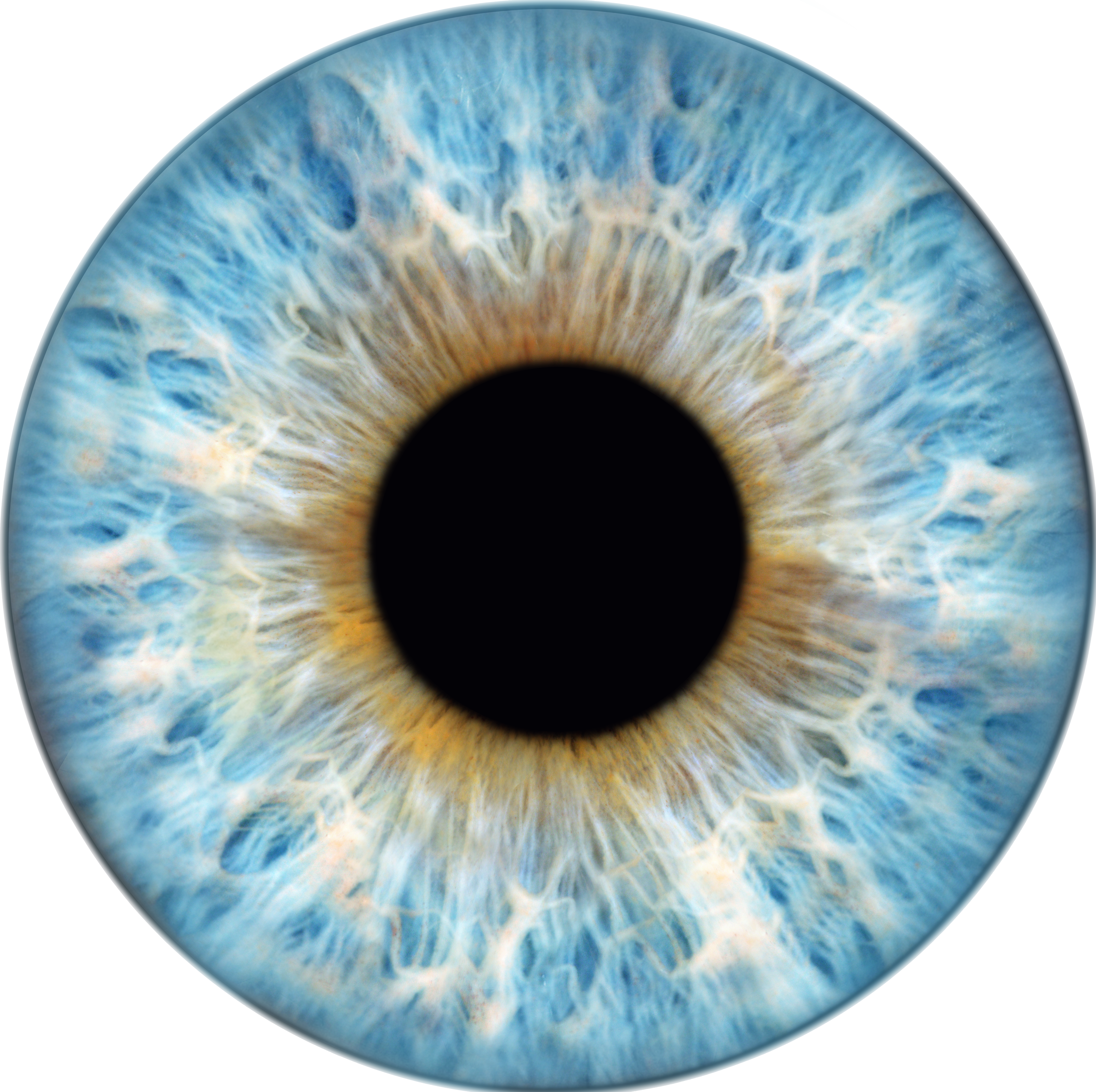 Iris 1
