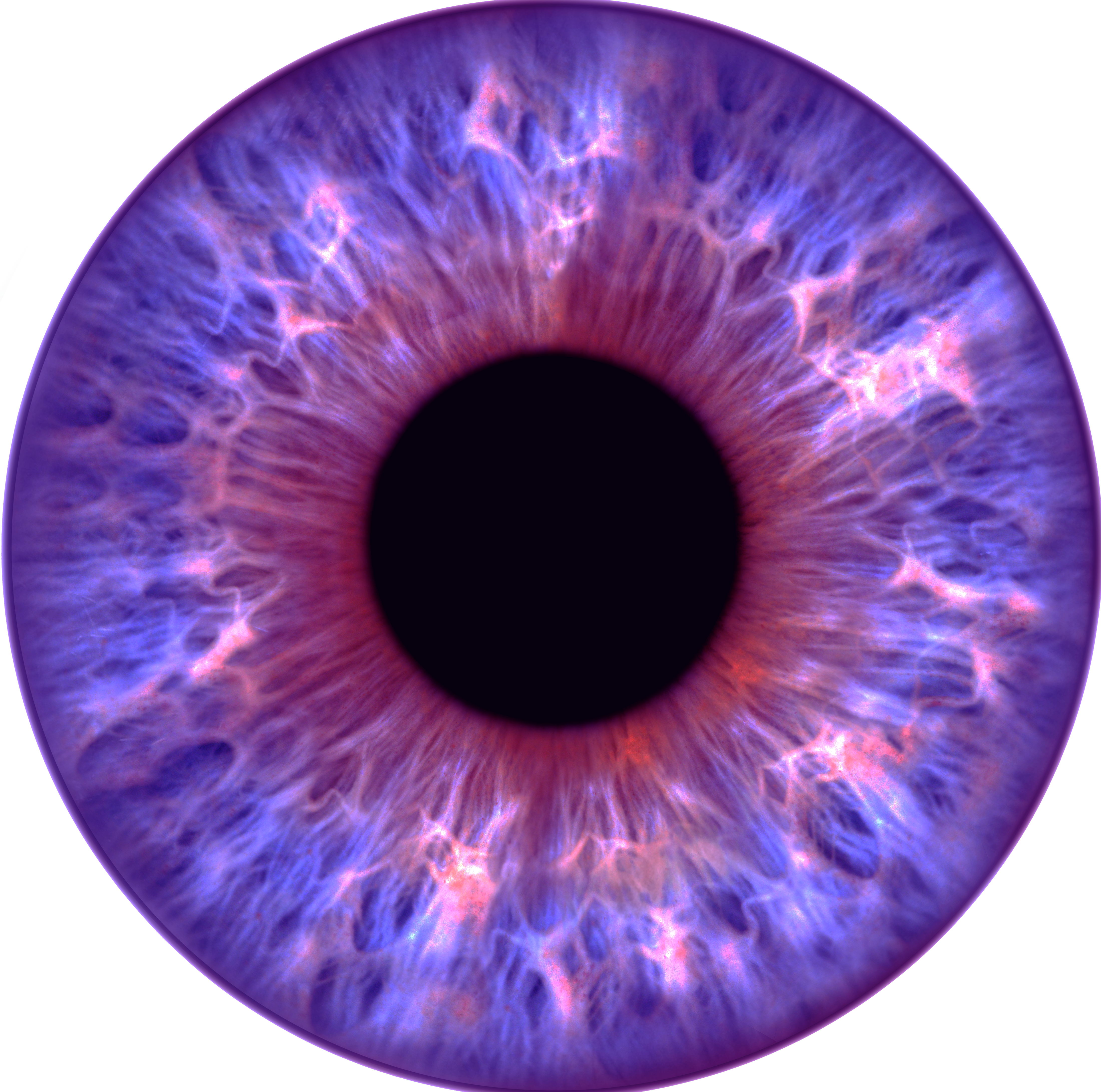 Iris 1