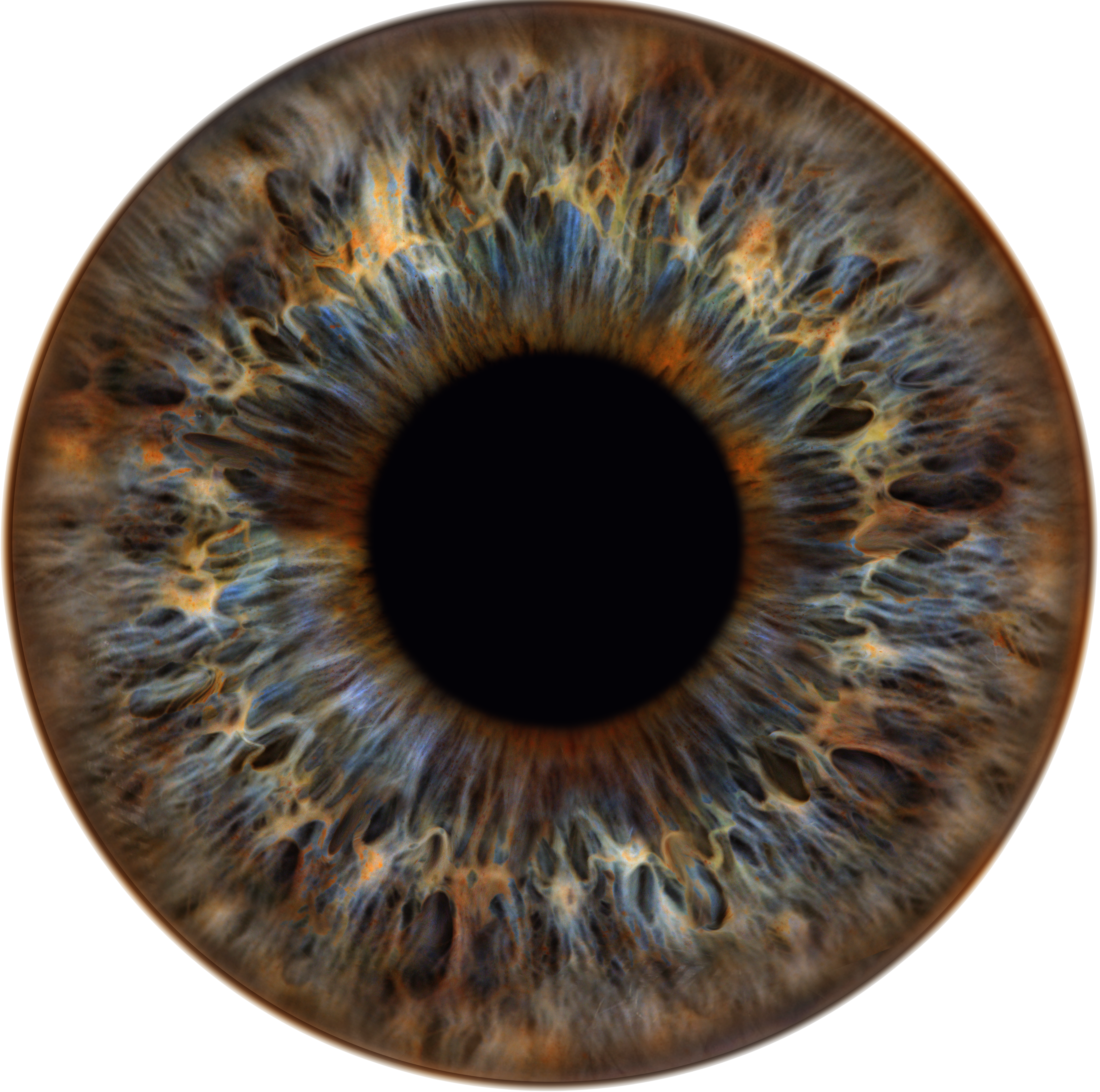 Iris 1